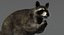 3D raccoon rigged
