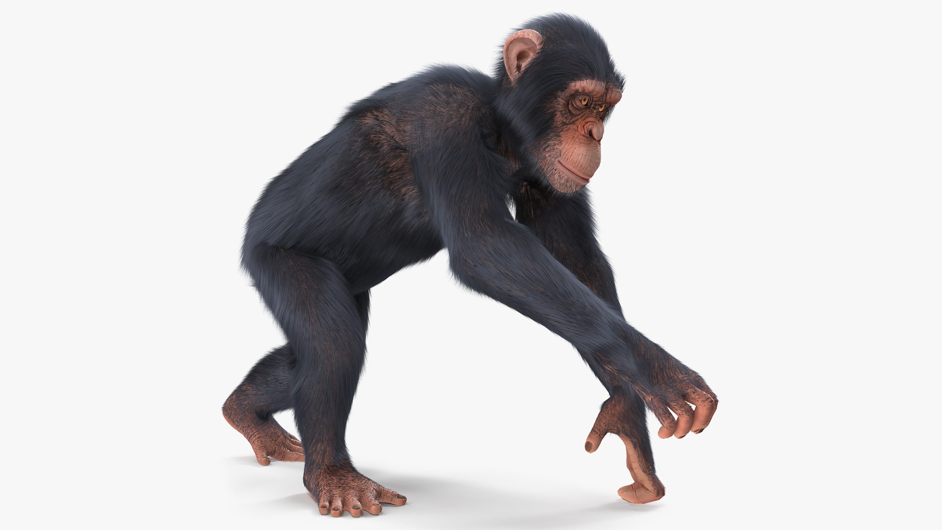 Animated Chimpanzee Running Light Skin Fur Rigged 3D model preview