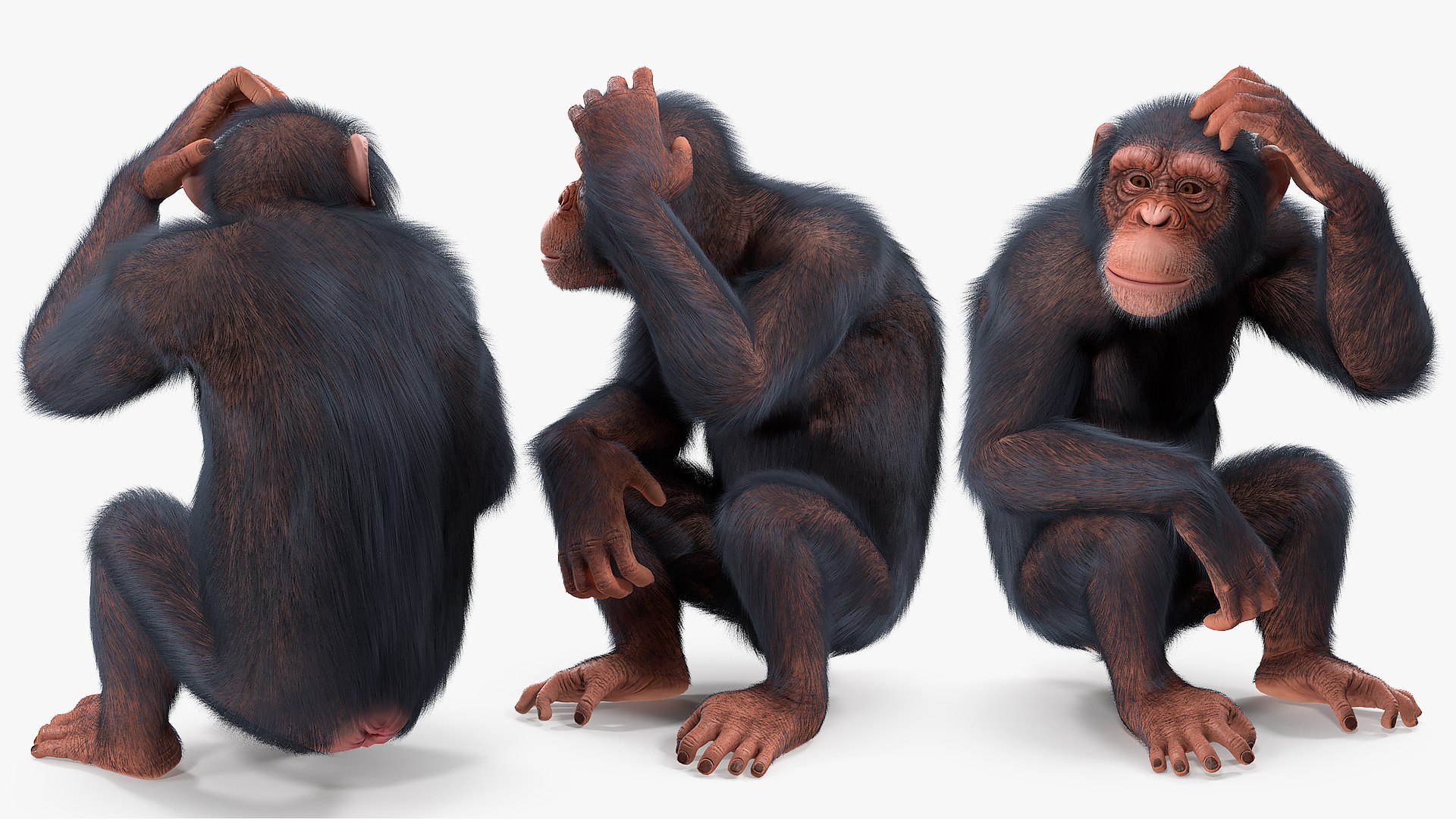 3D chimpanzee t-pose light fur animal - TurboSquid 1441049