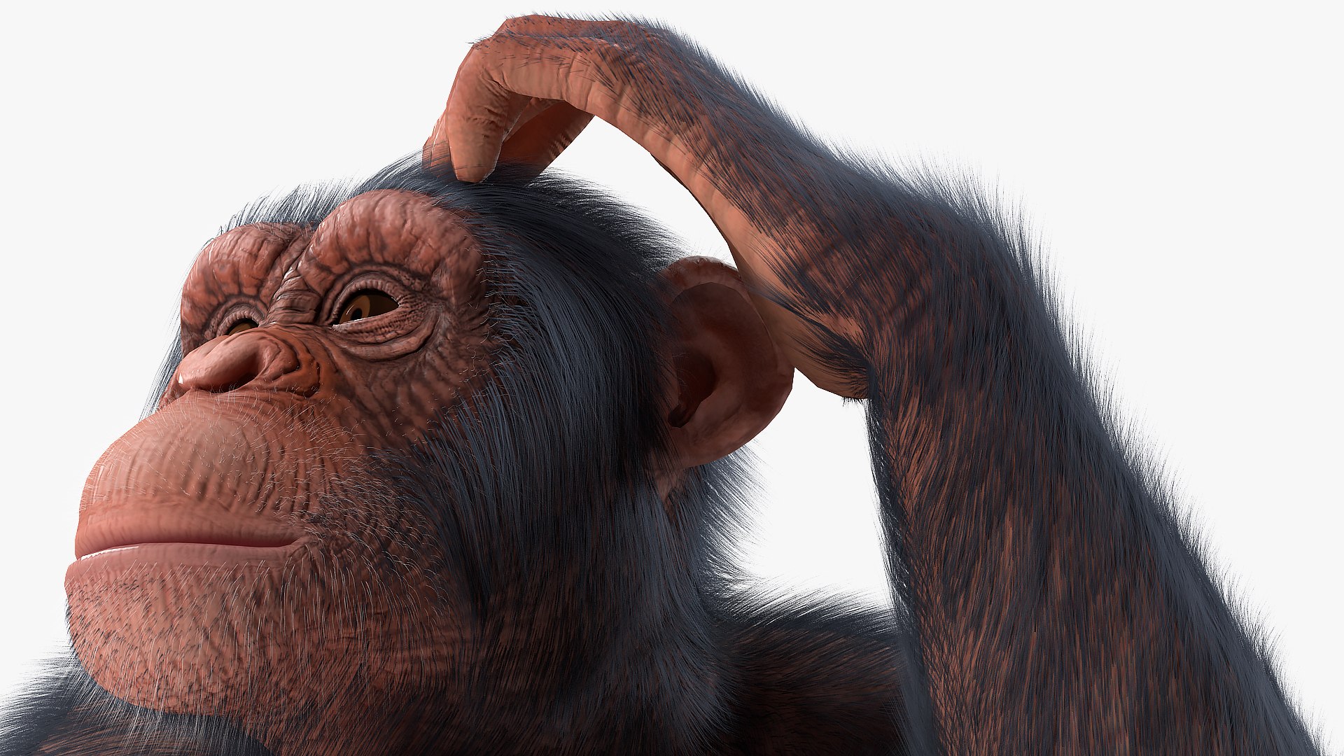 3D chimpanzee t-pose light fur animal - TurboSquid 1441049
