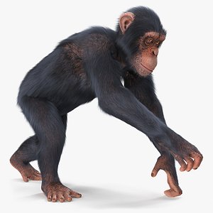 3D chimpanzee running light skin fur model