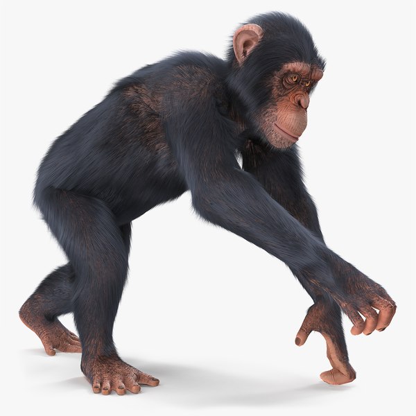 Macaco chimpanzé com pele Modelo 3D $79 - .3ds .fbx .max .obj - Free3D