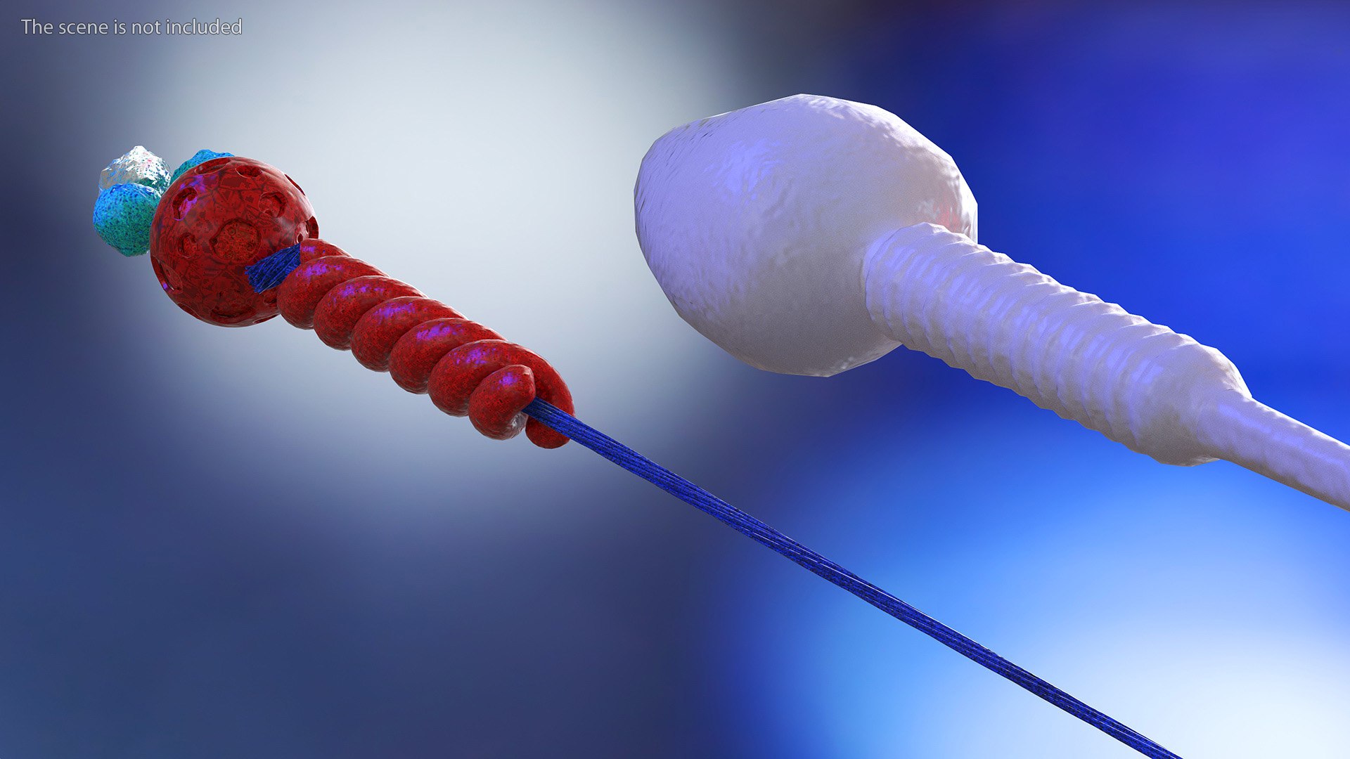 3D Human Sperm Cell Rigged for Maya model https://p.turbosquid.com/ts-thumb/ul/EUaTiQ/Xb/humanspermcellriggedformaya3dsmodel008/jpg/1686201540/1920x1080/fit_q87/cf642e4889a49200d7f61ed3bc74a72dcce2da07/humanspermcellriggedformaya3dsmodel008.jpg