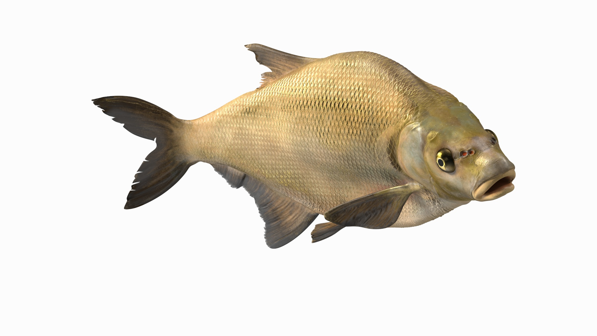 Swimming Bronze Bream Fish 3D Model TurboSquid 2156951