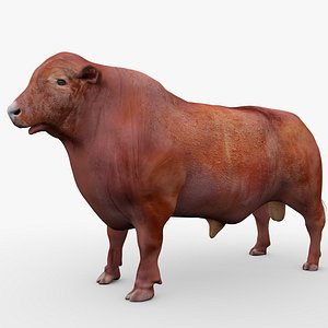 RED ANGUS Rigged L2077 3D model
