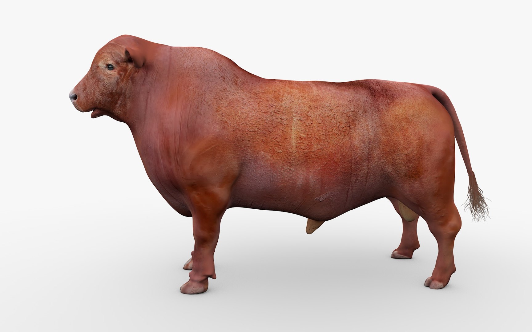 RED ANGUS Rigged L2077 3D Model - TurboSquid 2154892