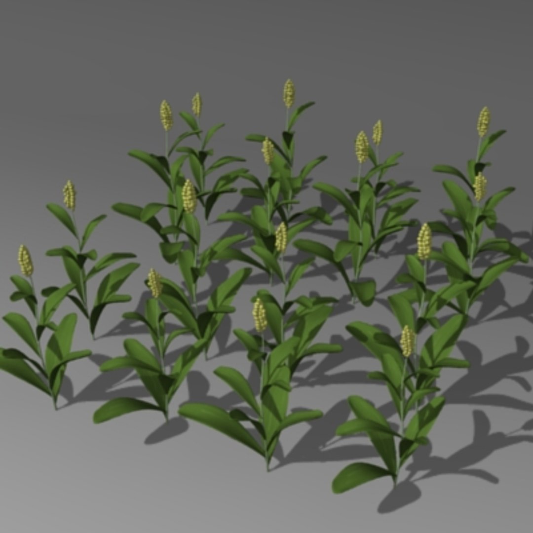 3ds max sorghum field https://p.turbosquid.com/ts-thumb/ul/RqenXZ/TeHDDZFG/sorghumb/jpg/1233099116/1920x1080/fit_q87/717cfd658d598b3a669bdee569b276c5a7db4784/sorghumb.jpg