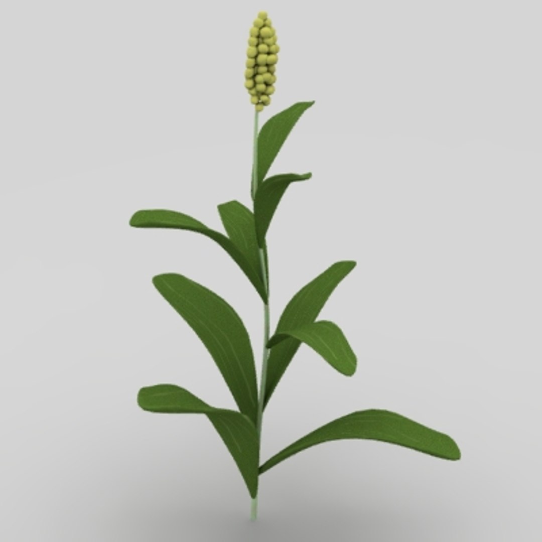 3ds max sorghum field https://p.turbosquid.com/ts-thumb/ul/RqenXZ/lhgyNyR3/sorghuma/jpg/1233099111/1920x1080/fit_q87/cf6785ea272f47fc263c1b6d0e4345bedb6e16c4/sorghuma.jpg