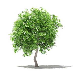 mango tree 2 7m model