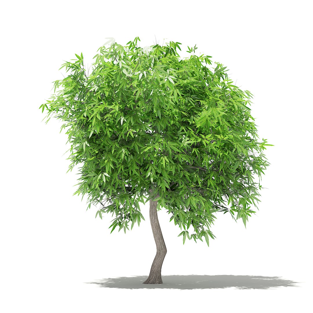 Mango Tree 2 7m Model - TurboSquid 1306264