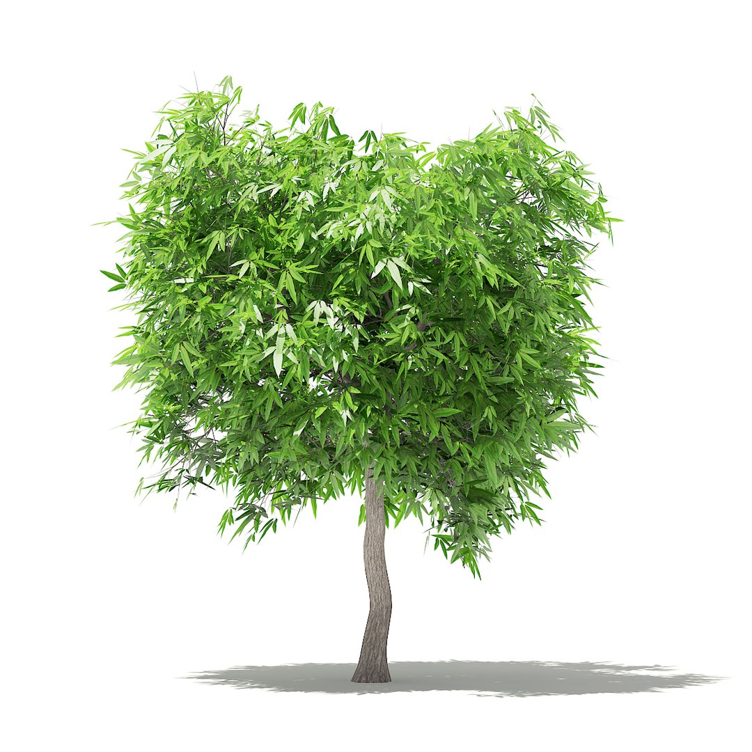 Mango Tree 2 7m Model - TurboSquid 1306264