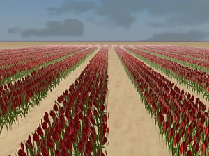 max tulip field holland