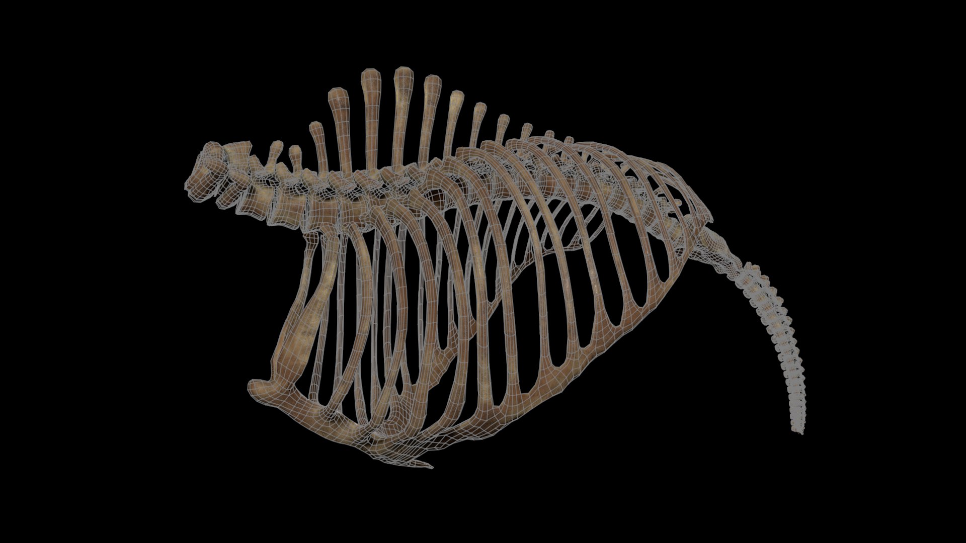 3D model complete mammoth skeleton animate https://p.turbosquid.com/ts-thumb/ul/m3psZv/JTIg97PQ/hibwire/png/1511044686/1920x1080/fit_q87/2b0ca5fd2c7d91101091cb45569cc03a7faf365f/hibwire.jpg