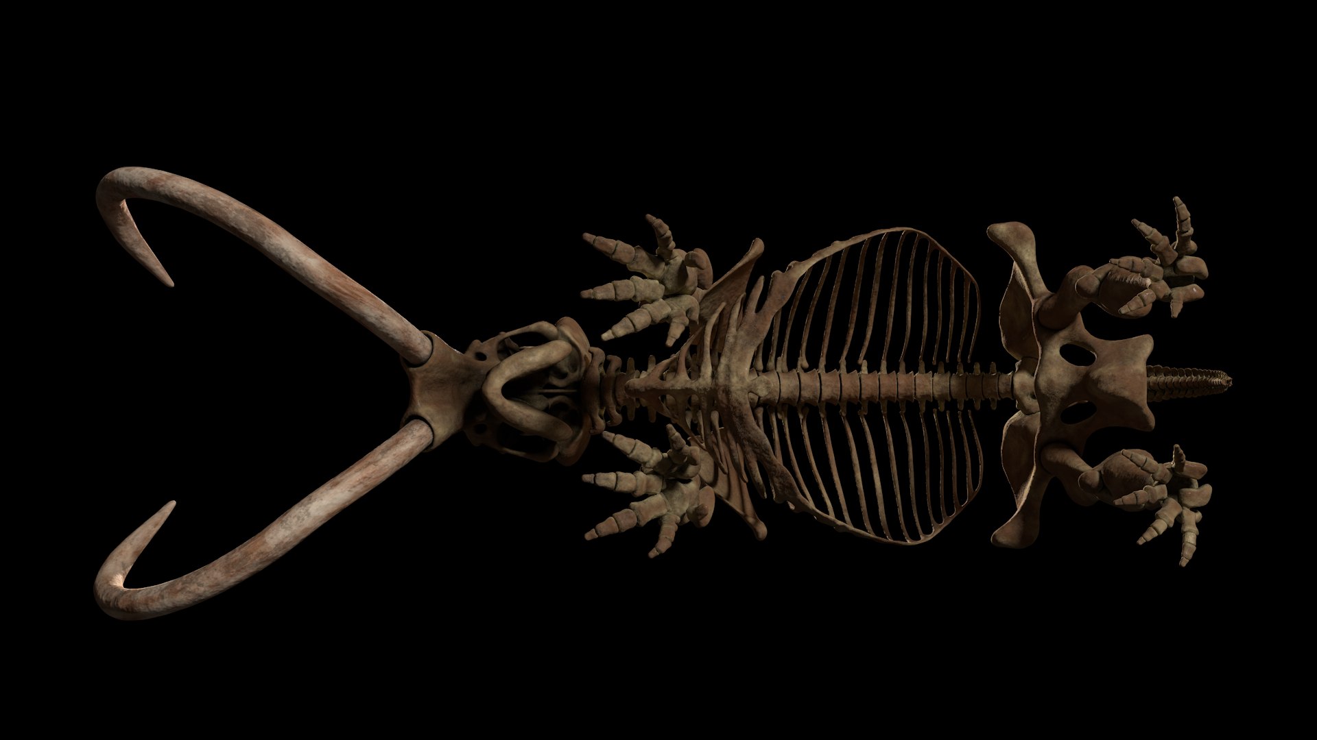 3D model complete mammoth skeleton animate https://p.turbosquid.com/ts-thumb/ul/m3psZv/b2BTHZkt/bottomview/png/1510988694/1920x1080/fit_q87/d67ebb7356ad0b41c76ab914e6d6aff8d75c8bb6/bottomview.jpg