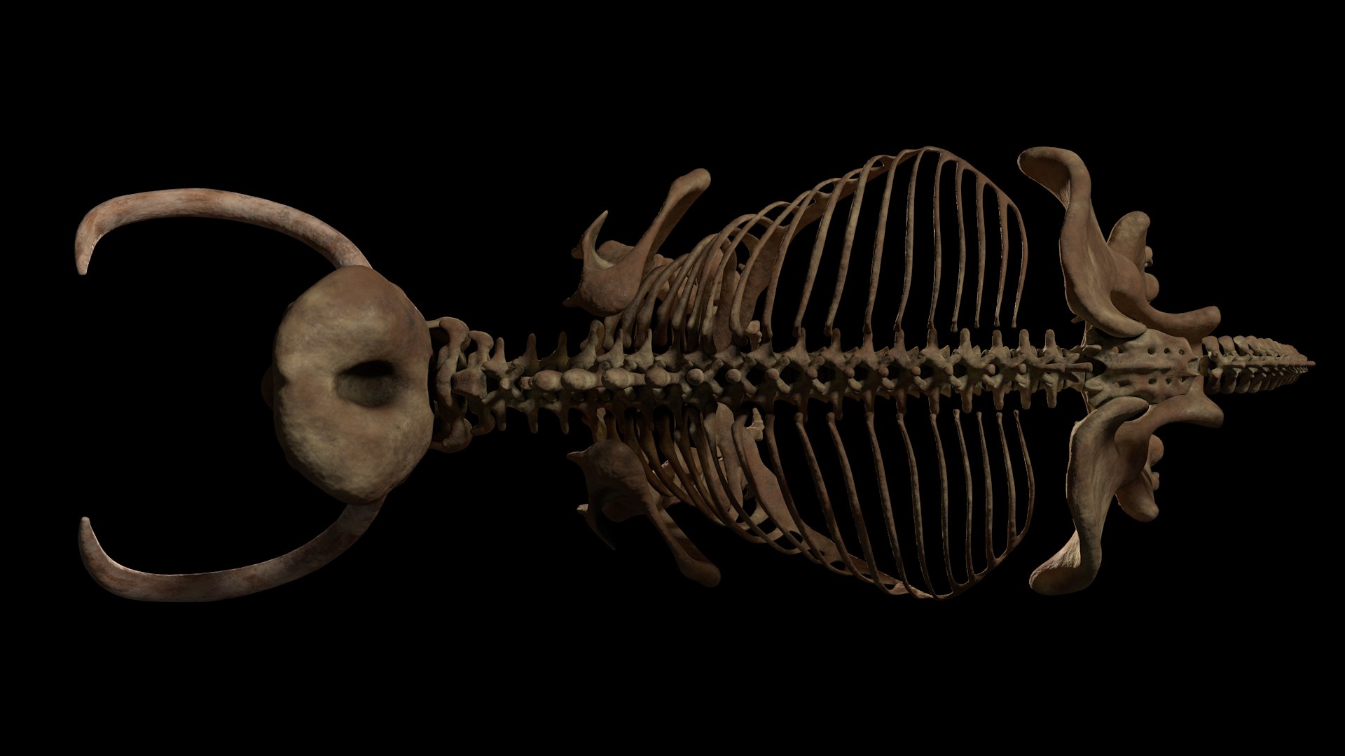 3D model complete mammoth skeleton animate https://p.turbosquid.com/ts-thumb/ul/m3psZv/uBu3f0xZ/topview/png/1510988694/1920x1080/fit_q87/3021fb4d2d01cb9c712107d5509cf9840886654c/topview.jpg