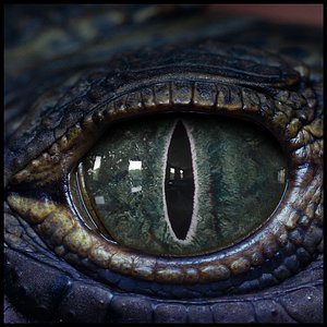 3D Creature Eyes Vol 09 - PBR model