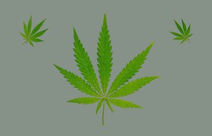 3D Cannabis Leaf Realistic model