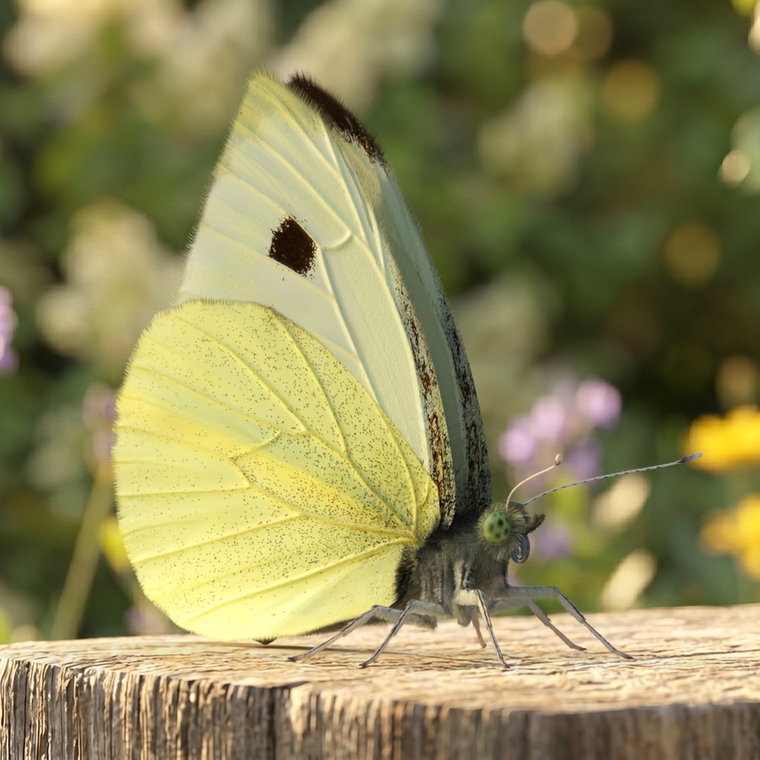 Female Cabbage White Butterfly Fur 3D https://p.turbosquid.com/ts-thumb/um/5XLCKR/89/female_cabbage_white_butterfly_fur_001/jpg/1779387037/1920x1080/fit_q87/e7532135e5ff269550176b52ad3e4c1e4717656f/female_cabbage_white_butterfly_fur_001.jpg