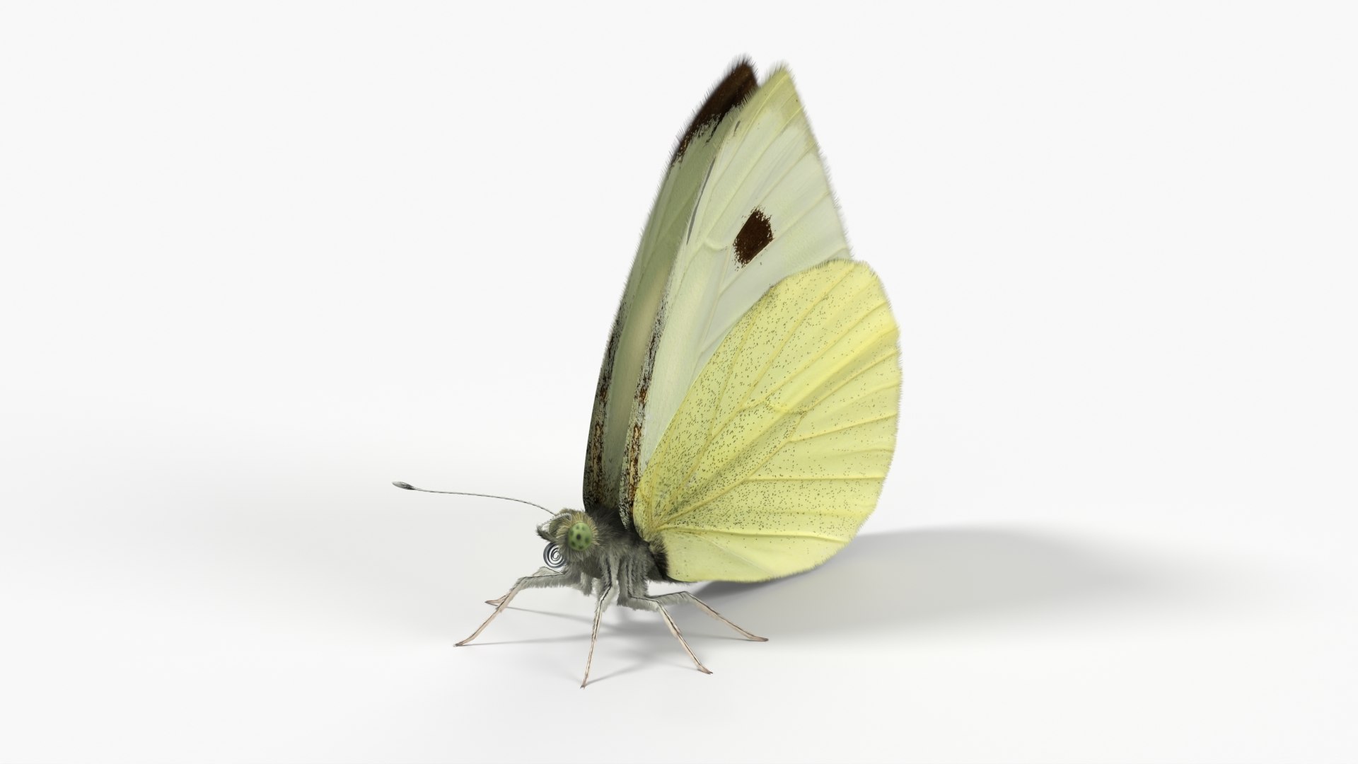 Female Cabbage White Butterfly Fur 3D https://p.turbosquid.com/ts-thumb/um/5XLCKR/BT/female_cabbage_white_butterfly_fur_004/jpg/1779387126/1920x1080/fit_q87/e33ef4e68f936b7820515909e18c30a8e3f9c7d7/female_cabbage_white_butterfly_fur_004.jpg