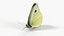 Fourrure de la femelle du papillon blanc du chou