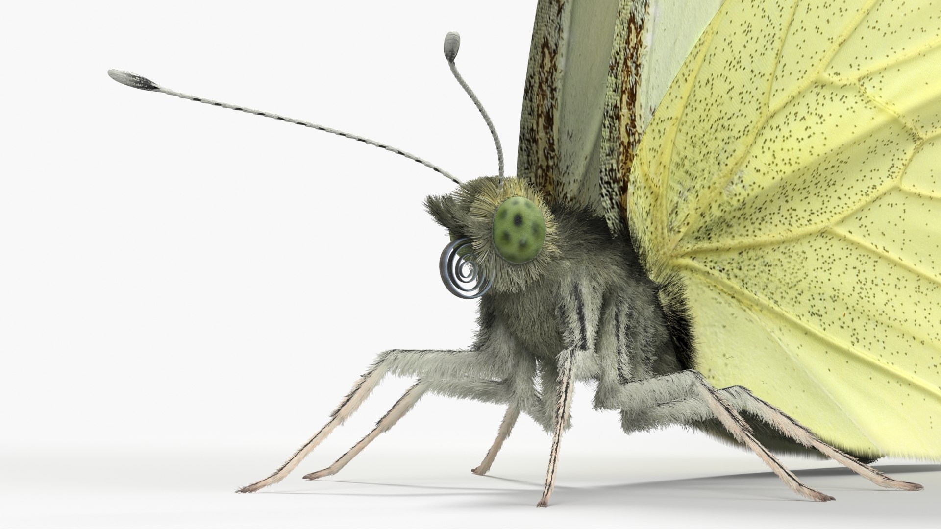 Female Cabbage White Butterfly Fur 3D https://p.turbosquid.com/ts-thumb/um/5XLCKR/dF/female_cabbage_white_butterfly_fur_007/jpg/1779387137/1920x1080/fit_q87/83751a8d90eb506fb56f7d35ed93c25c2ec40fd4/female_cabbage_white_butterfly_fur_007.jpg