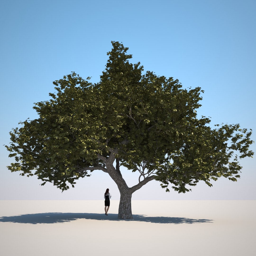 3d Small Tree