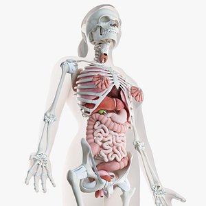 Female Skin, Skeleton And Organs Rigged