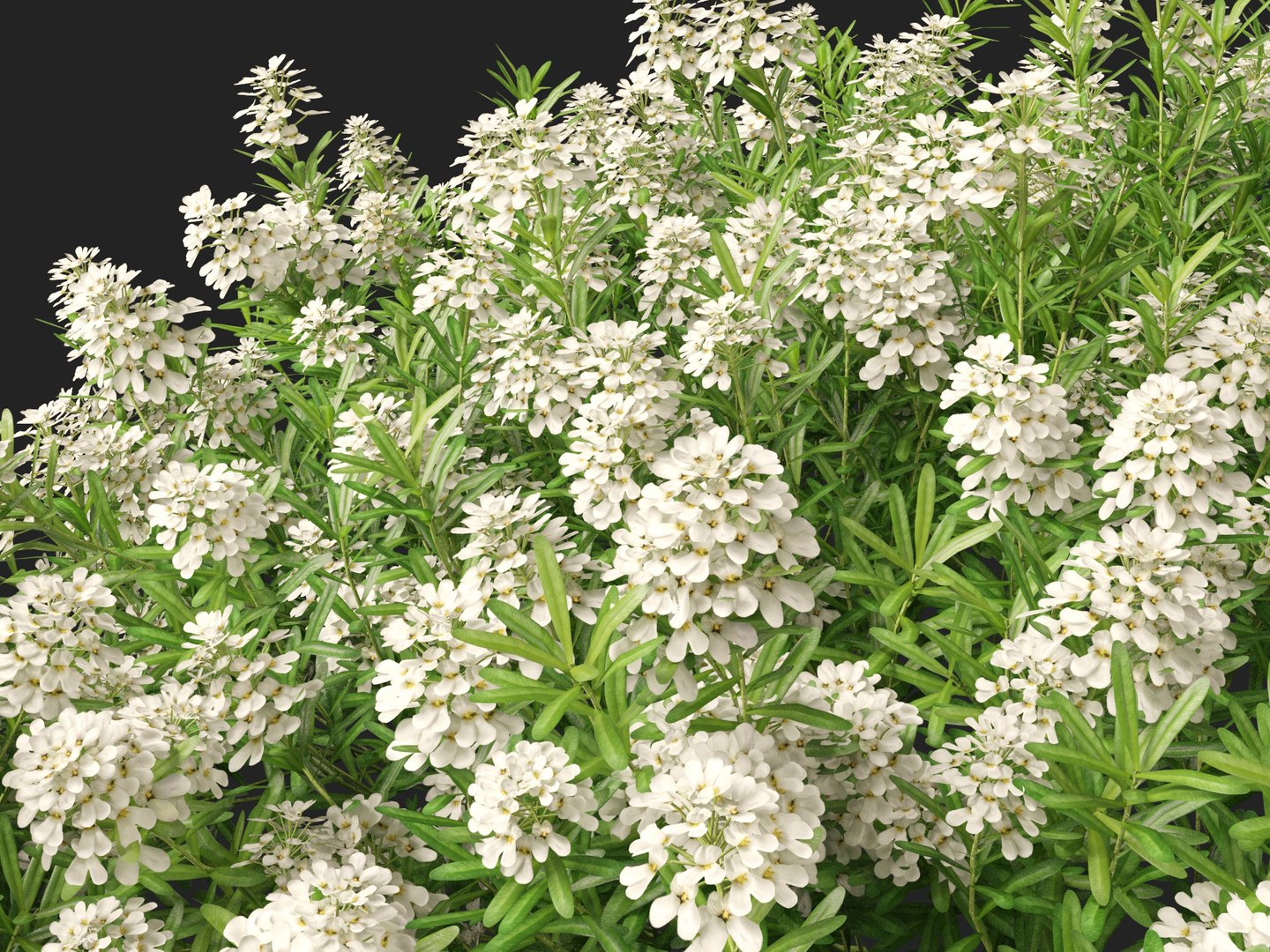 3D model HighPolyLowPoly Iberis sempervirens - candytuft https://p.turbosquid.com/ts-thumb/um/JpwkcC/2Q/iberissempervirens018/jpg/1737775665/1920x1080/fit_q87/e3d5929279dd2e66995ca0991bf2a6951dc79600/iberissempervirens018.jpg
