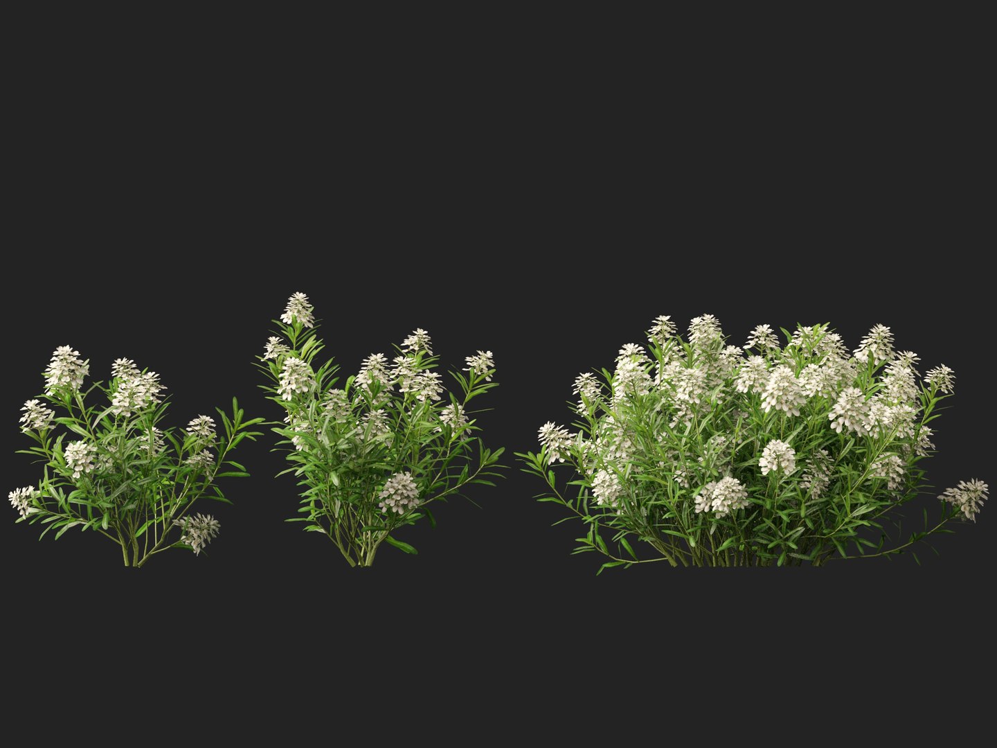 3D model HighPolyLowPoly Iberis sempervirens - candytuft https://p.turbosquid.com/ts-thumb/um/JpwkcC/BB/iberissempervirens014/jpg/1737775660/1920x1080/fit_q87/e1b00edfcf09210f8dcb6d3744398ca1d00fc77e/iberissempervirens014.jpg