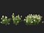 HighPolyLowPoly Iberis sempervirens - кэндитуфт
