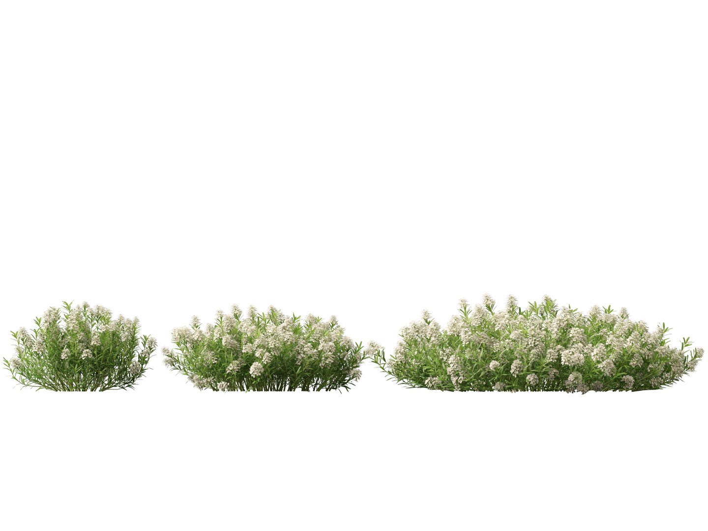 3D model HighPolyLowPoly Iberis sempervirens - candytuft https://p.turbosquid.com/ts-thumb/um/JpwkcC/KR/iberissempervirens015/jpg/1737775660/1920x1080/fit_q87/4467a28d5ed0ad8e7b0cb22ec78387060d1c92d2/iberissempervirens015.jpg