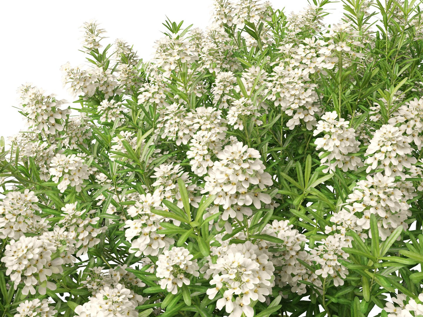 3D model HighPolyLowPoly Iberis sempervirens - candytuft https://p.turbosquid.com/ts-thumb/um/JpwkcC/ke/iberissempervirens017/jpg/1737775666/1920x1080/fit_q87/4f6baacb571bba803da57b69eb57883d2e86abb3/iberissempervirens017.jpg