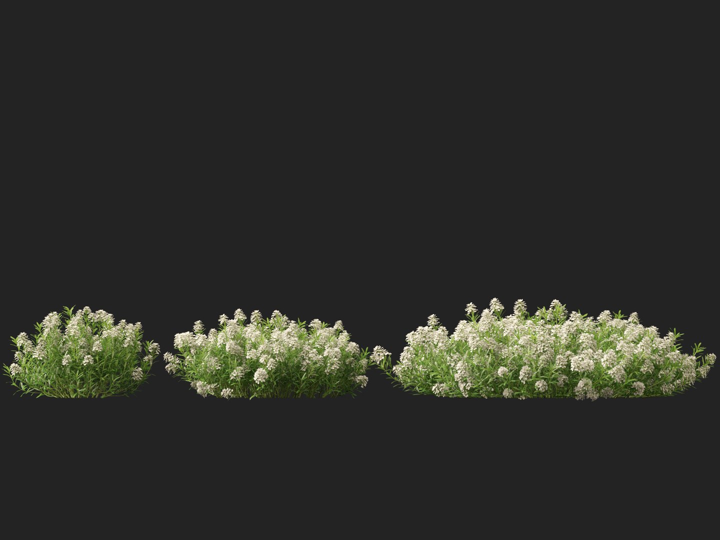 3D model HighPolyLowPoly Iberis sempervirens - candytuft https://p.turbosquid.com/ts-thumb/um/JpwkcC/vs/iberissempervirens016/jpg/1737775661/1920x1080/fit_q87/bb054d41d787f668fe7989e7766ecb43c540ffff/iberissempervirens016.jpg