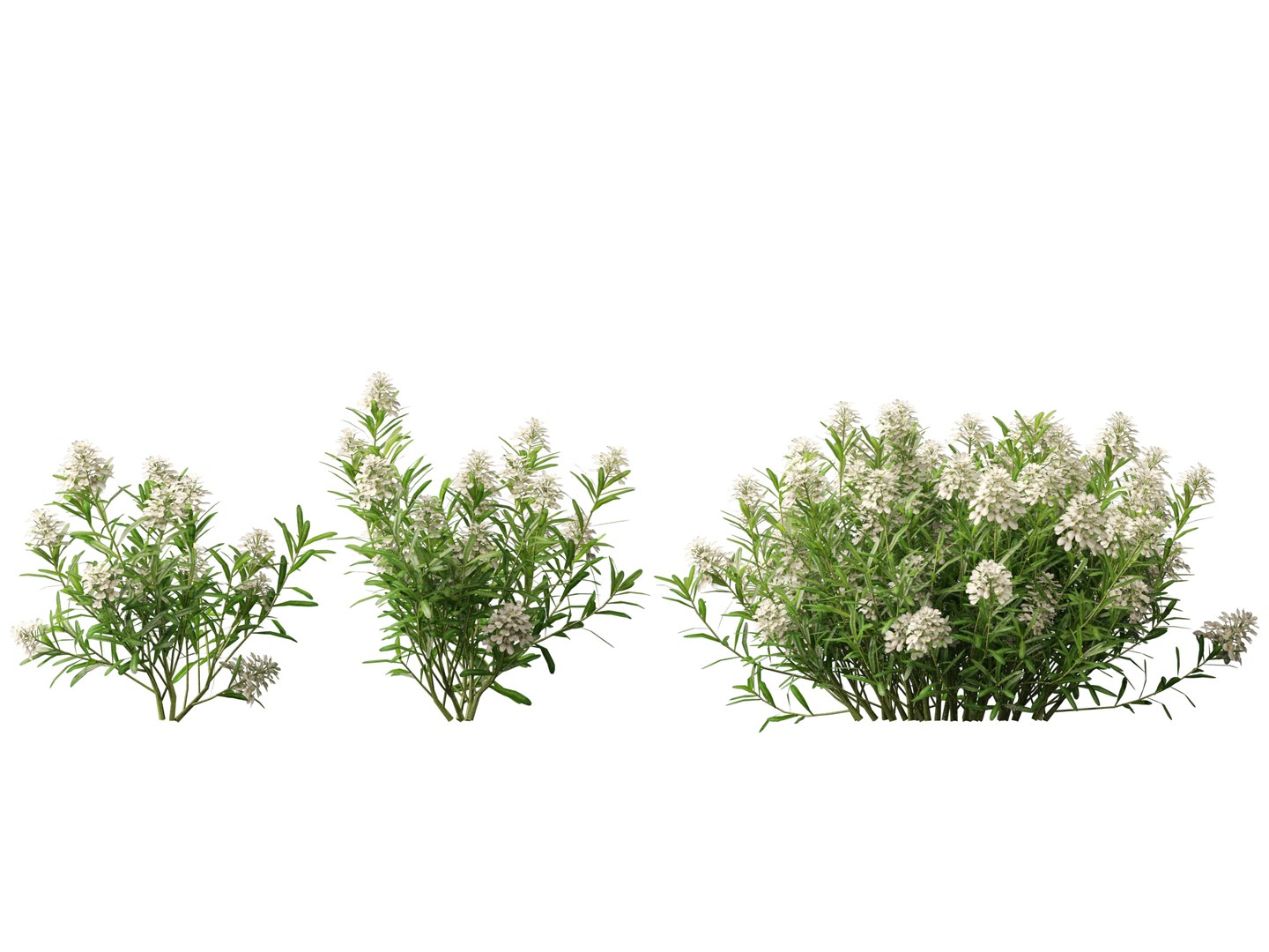 3D model HighPolyLowPoly Iberis sempervirens - candytuft https://p.turbosquid.com/ts-thumb/um/JpwkcC/vx/iberissempervirens013/jpg/1737775657/1920x1080/fit_q87/176491ace4b720c8eced76c8cdbb323e771740c2/iberissempervirens013.jpg