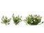 HighPolyLowPoly Iberis sempervirens - кэндитуфт