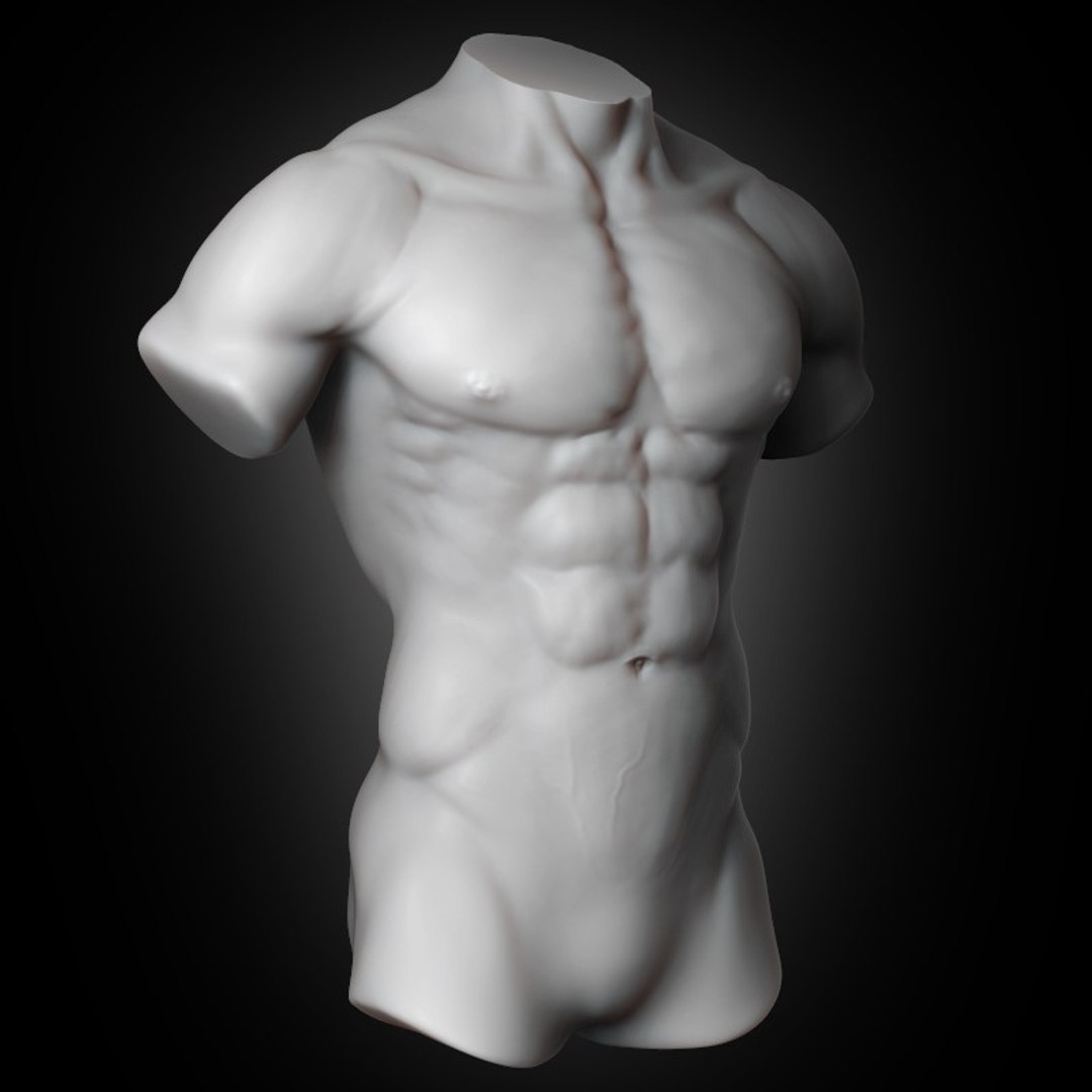 Human muscular torso 2019 model - TurboSquid 1440051
