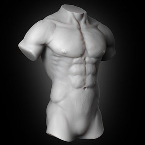 human muscular torso 2019 model