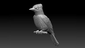 jay bird 3D model
