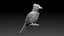 jay bird 3D model