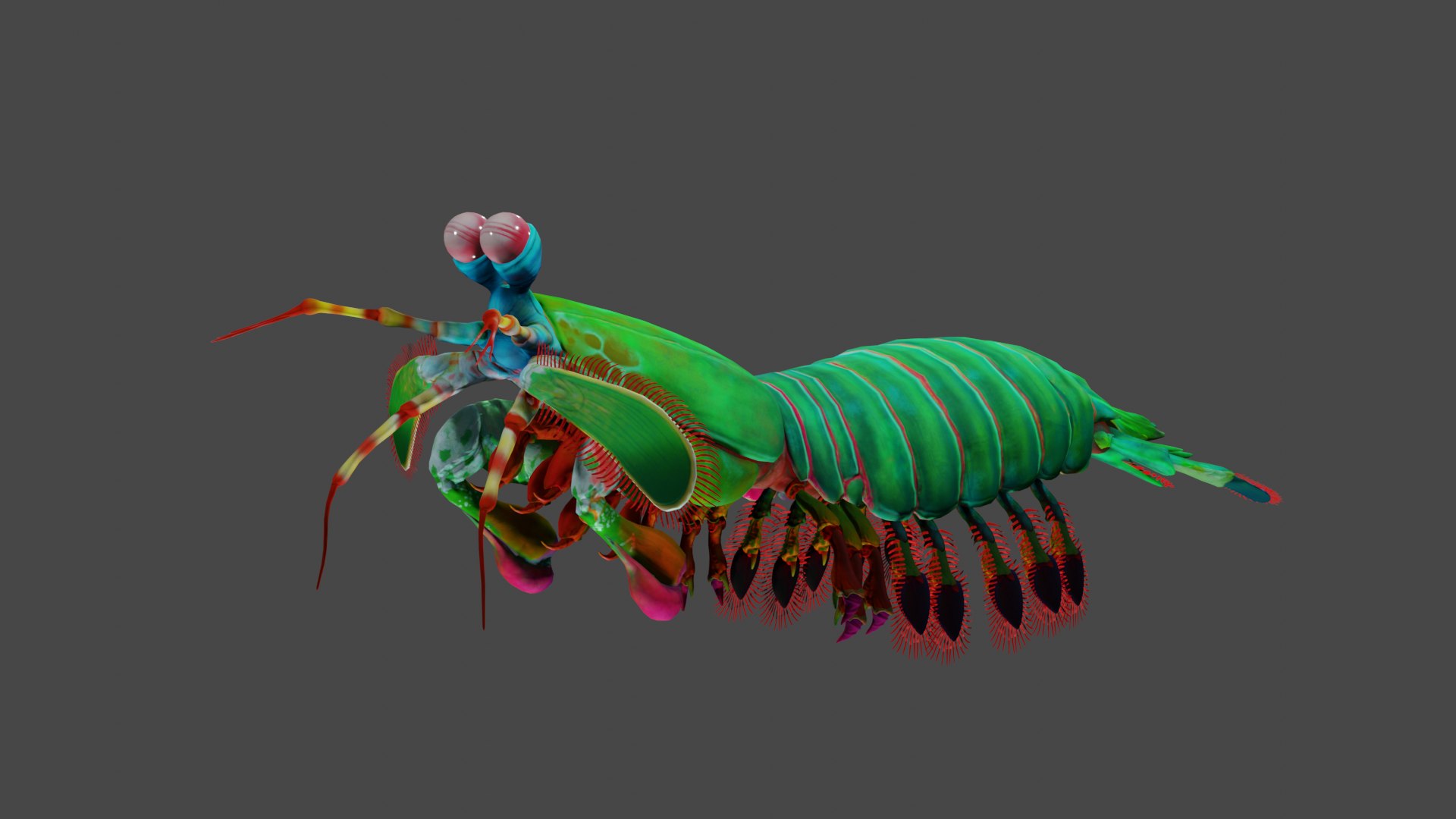 Mantis shrimp 3D model https://p.turbosquid.com/ts-thumb/um/grEbU2/pH/untitled/png/1770820618/1920x1080/fit_q87/a8ba82ea2b785a75f050fee2c93f08692221ebad/untitled.jpg