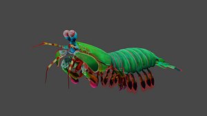 Mantis shrimp 3D model