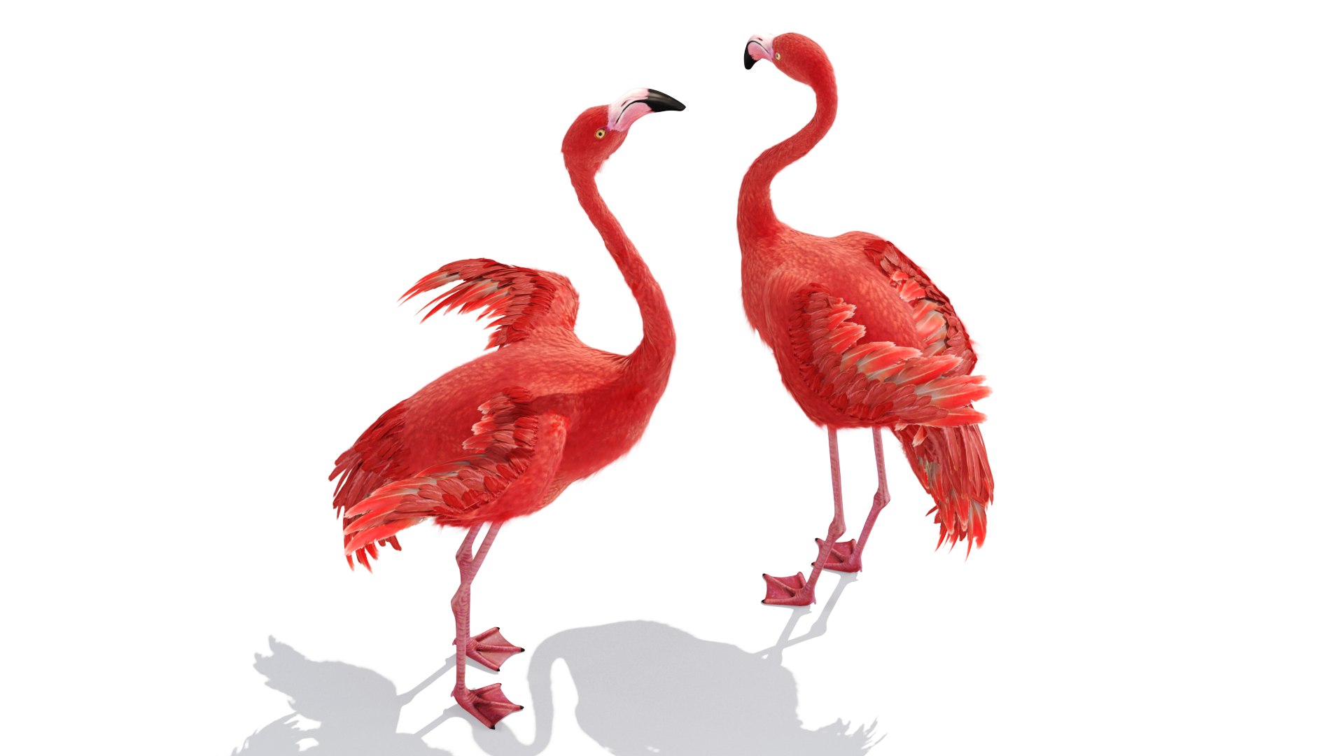 3D Flamingo Model - TurboSquid 1732197