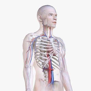 3D male body skeleton vascular