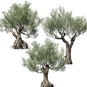 Olive 3D model