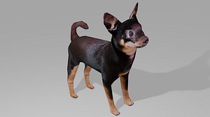 Chihuahua OBJ 3D model