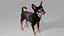 Chihuahua OBJ 3D model