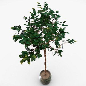 ficus 3D