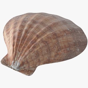 seashell real 3D