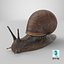 Garden Snail Dark Color 3D