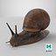 Garden Snail Dark Color 3D